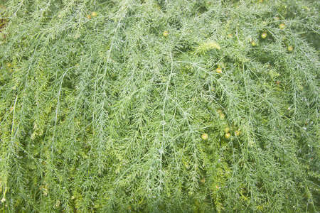 Asparagus with raindrops and dew on the leaves of farmers' gardens in the morning after heavy rain at nightの写真素材
