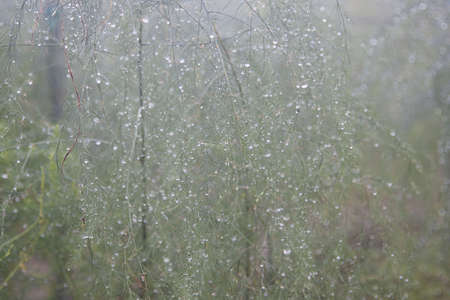 Asparagus with raindrops and dew on the leaves of farmers' gardens in the morning after heavy rain at nightの写真素材