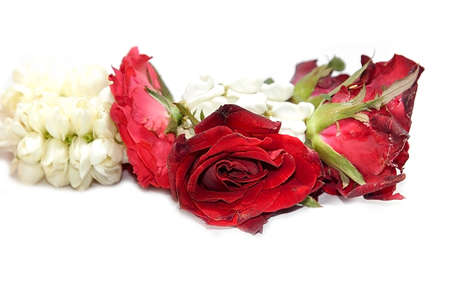 Fresh flower garlands made from red rose and jasmine flowers for use in ceremonies in Thailand such as Buddhist rituals and auspicious events.の写真素材