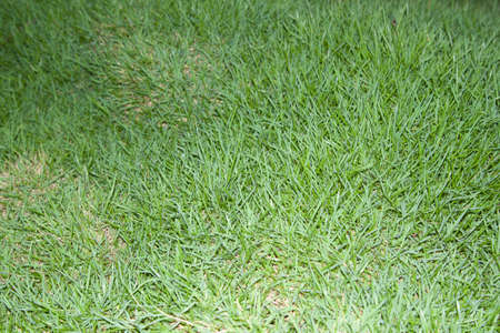 green lawn is growing in a beautifully designed backyard, mimicking man-made nature.の写真素材