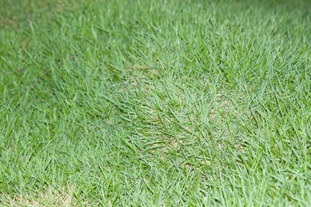 green lawn is growing in a beautifully designed backyard, mimicking man-made nature.の写真素材