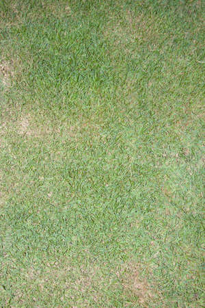 green lawn is growing in a beautifully designed backyard, mimicking man-made nature.の写真素材
