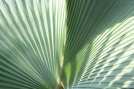 Palm trees, green elephants and very large leaves with many straight lines on the leaves planted for sale and beautify the garden.の写真素材