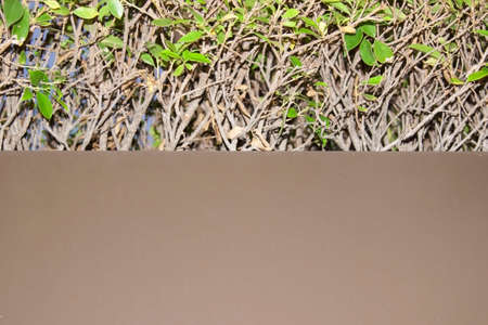 Brown metal floor decoration, billboard with green trees makes the frame space and empty, suitable to write many different messages.の写真素材