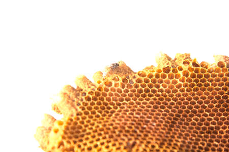 Natural honeycomb containing nectar is what humans want to make medicine, mix cosmetics and make sweets.の写真素材