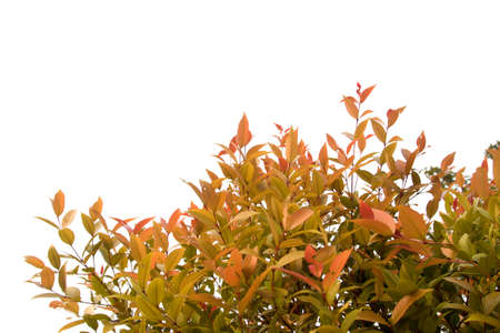 Small, light brown leaves in the ants-looking corner - on a white background - there is space for writing messages and phone numbers.の写真素材