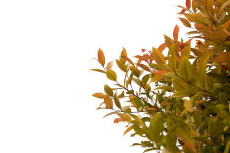 Small, light brown leaves in the ants-looking corner - on a white background - there is space for...