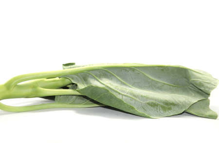 Organic green Chinese kale used in the upcoming Chinese vegetarian festivals around the world on a white background.の写真素材