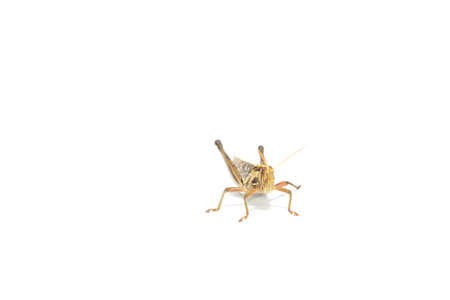 Grasshoppers are hostile poultry, destroying, eating vegetables and gardeners' agricultural produce on a white background.の写真素材