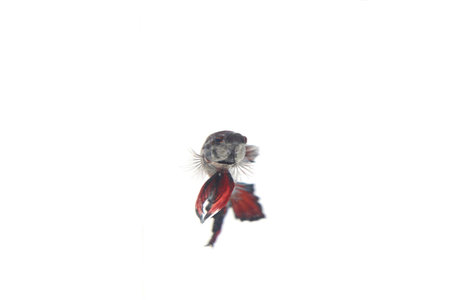 An aggressive, indigenous betta fish or betta fish of various colors on a white background that are...