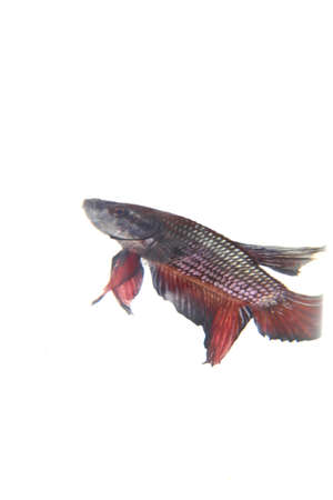 An aggressive, indigenous betta fish or betta fish of various colors on a white background that are abundant in Thailand and are exported.の写真素材