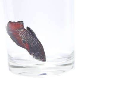 An aggressive, indigenous betta fish or betta fish of various colors on a white background that are abundant in Thailand and are exported.の写真素材