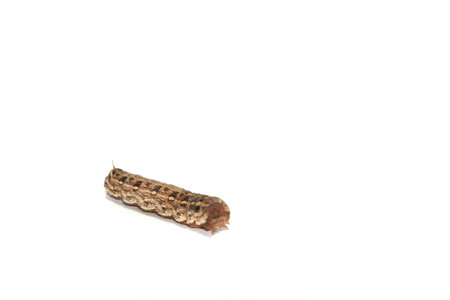 big brown caterpillars on a white background are shot close-up, showing the caterpillars in fine...