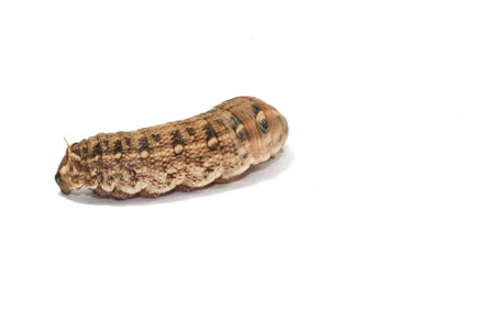 big brown caterpillars on a white background are shot close-up, showing the caterpillars in fine...