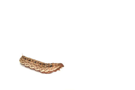 big brown caterpillars on a white background are shot close-up, showing the caterpillars in fine detail, with a complementary flash for clarity.の写真素材