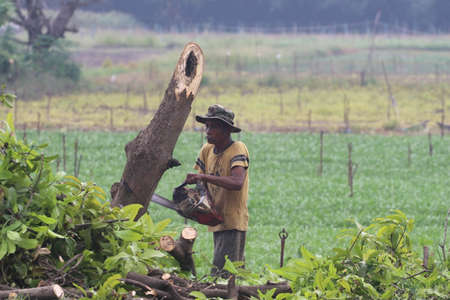 Professional loggers cut down trees in forests to deliver paper mills and burn charcoal - heating the air because of nature People cutting down trees cause global warming 30-10-2020destroyed by manのeditorial素材
