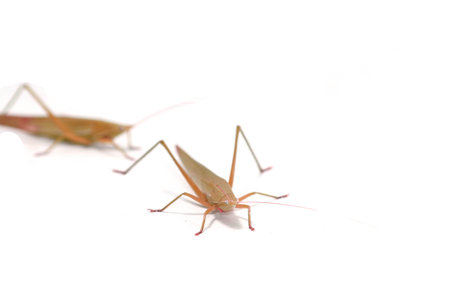green grasshopper is a devastating pest, eats vegetables and gardeners' agricultural produce on a...