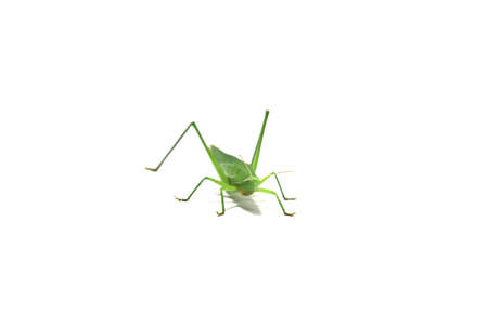 green grasshopper is a devastating pest, eats vegetables and gardeners' agricultural produce on a white background and feeds on small insects.の写真素材