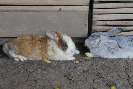 The beautiful little bunny lays out on the ground and the long green grass on the farm in the summer...