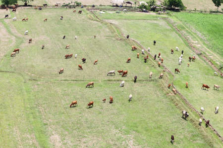 Cows eat grass in the fields in the fields. Aerial view from above, picture from above Grassland and green grass Bird's-eye view Concept of farming and agriculture.の写真素材