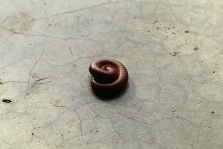 brown millipede on cement is a creepy creature that is abundant in the rainy season. It is a tropical animal found mainly in Asia in the forests and homes of people.の写真素材