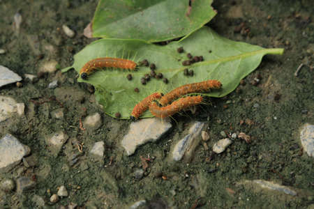 Yellow caterpillar larvae crawl on the ground and feed on leaves after the wind blows to the ground after heavy rain.の写真素材
