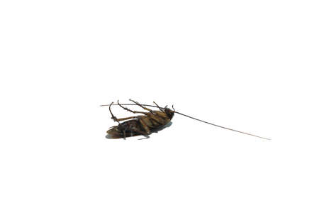Cockroaches are disgusting and omnivorous creatures, a primitive animal that many fear is a source of germs, preferring to live in damp places- with on white backgroundの写真素材