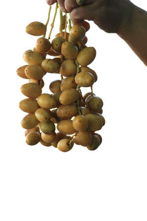 Ripe yellow dates are planted organically, sweet and delicious and fresh in a woven basket on a white background with the hands of a woman holding them-on a white background.の写真素材