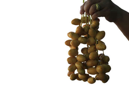 Ripe yellow dates are planted organically, sweet and delicious and fresh in a woven basket on a white background with the hands of a woman holding them-on a white background.の写真素材