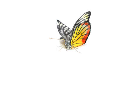 Monarch butterflies in orange and many colors are naturally beautiful on white background.の写真素材