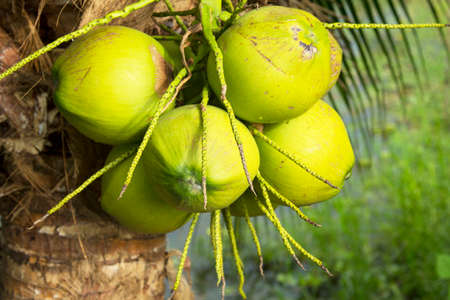 Fragrant coconuts are producing produce from farmers ready to be cut for sale and industrial plants are processed for export into sweet, organically grown fruit.の写真素材