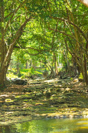 Arches of natural trees and rocks form a path that leads down to a natural waterfall. It is a beautiful upstream forest in the dry season. Overlooking the outstanding rocks and trees.の写真素材