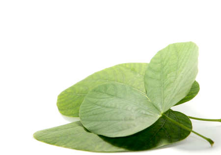 Heart-shaped green leaves created by clear straight and curved lines in nature. White background, shot in my home studio.の写真素材