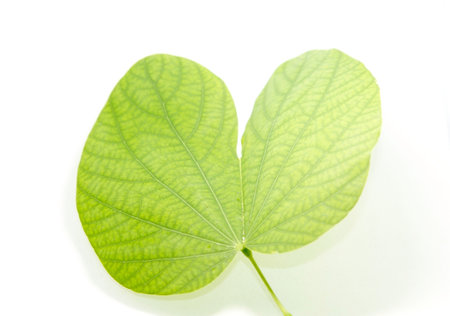 Heart-shaped green leaves created by clear straight and curved lines in nature. White background,...