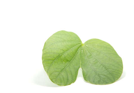 Heart-shaped green leaves created by clear straight and curved lines in nature. White background, shot in my home studio.の写真素材