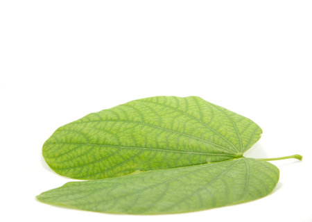 Heart-shaped green leaves created by clear straight and curved lines in nature. White background,...