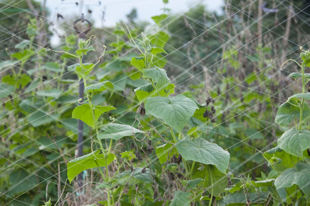 Cucumber in a farmer's garden, planted for sale, clinging to the net, growing and flowering, planted in a non-toxic organic agriculture.の写真素材