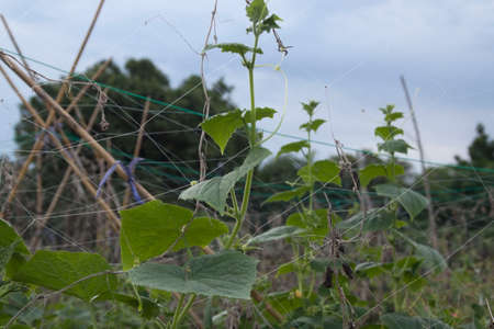 Cucumber in a farmer's garden, planted for sale, clinging to the net, growing and flowering, planted in a non-toxic organic agriculture.の写真素材