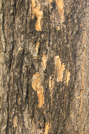natural color of the bark sloping with alternating layers is naturally beautiful in the evening when the sunlight is soft. In a country where the sun is settingの写真素材