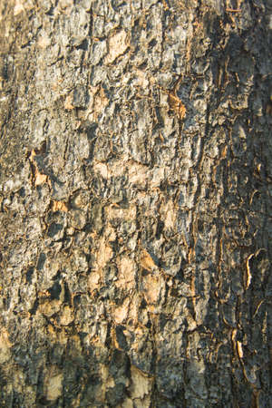 natural color of the bark sloping with alternating layers is naturally beautiful in the evening when the sunlight is soft. In a country where the sun is settingの写真素材
