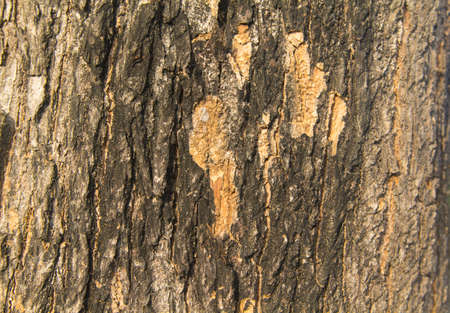 natural color of the bark sloping with alternating layers is naturally beautiful in the evening when the sunlight is soft. In a country where the sun is settingの写真素材