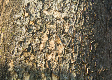 natural color of the bark sloping with alternating layers is naturally beautiful in the evening when the sunlight is soft. In a country where the sun is settingの写真素材