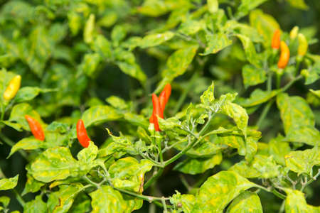 Karen Chili, red, orange, white, has a very spicy flavor, planted in an organic style in a farmer's garden, currently producing, ready to be harvested soon for sale.の写真素材