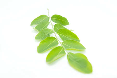 Rows of small green leaves with stems and leaves and details on fresh leaves on a separate white background.の写真素材