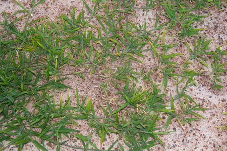 Green grass is growing in the sand during the rainy season, allowing water to nourish the green grass in the sand that is used to build country roads.の写真素材