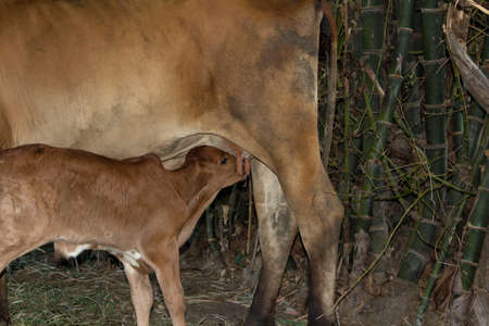 mother cow is feeding her new born calf, being cute is feeding. In a bamboo forest - in a rural area of Thailandの写真素材