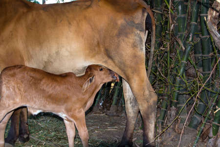 mother cow is feeding her new born calf, being cute is feeding. In a bamboo forest - in a rural area of Thailandの写真素材