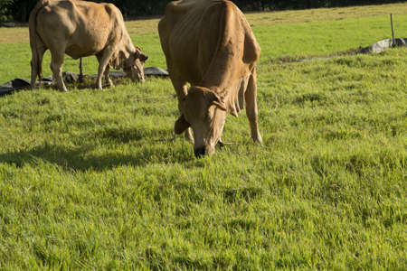 The cows are eating grass on the pasture of the farmer's farm, have a wire and release a small electric current, preventing the cow to escape from the farm in the evening the setting sunの写真素材