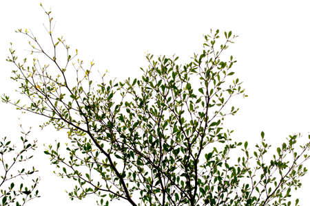 Tall trees and green leaves on a white background, gray sky on a day when the back is overcast from rain. There is no sun, overcast, shady, causing to see beautiful leaves.の写真素材