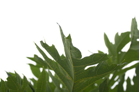Raw papaya leaves, white background, gray sky on a day when the back is overcast from rain. No sun,...